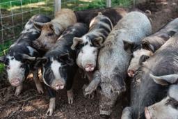 Image of Pork Box - Large